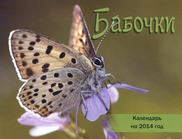 Бабочки. Календарь на 2014 год