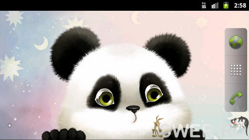 Panda Chub Live Wallpaper 