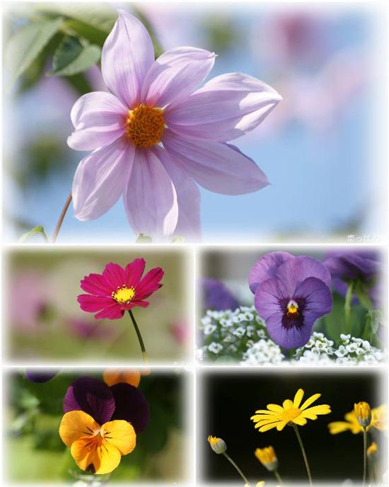 Beautiful Flowers Wallpapers