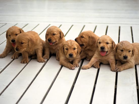 Cute Dogs Wallpapers