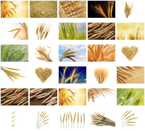 Колосья и зерна пшеницы1