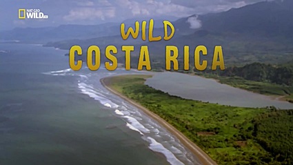 Дикая природа Коста-Рики